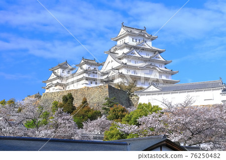 [Hyogo Prefecture] Himeji Castle in fine weather and cherry blossoms in full bloom 76250482