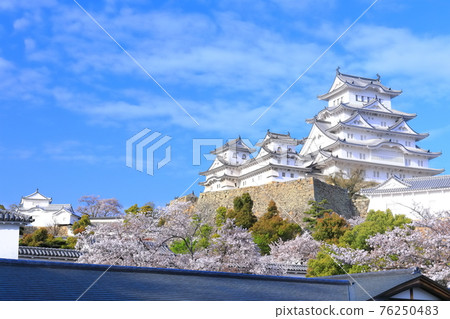 [Hyogo Prefecture] Himeji Castle in fine weather and cherry blossoms in full bloom 76250483