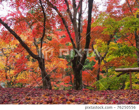 Autumn tints in height Autumn tints in height 76250556