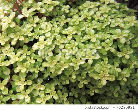 Maruka Banzai 76250951