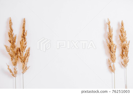 Dry grass on a white background. Greeting card concept, place for text. View from above 76251003