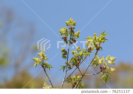 蝙蝠樹,早春開花的灰花 蝙蝠樹,早春開花的灰花 76251137