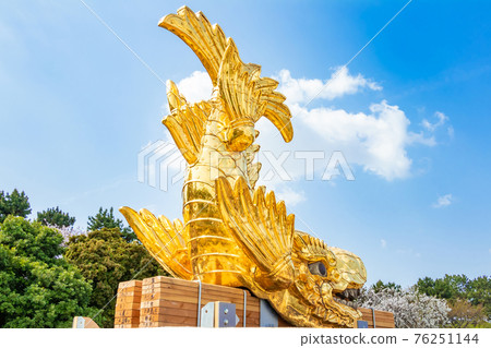 名古屋城下落的雄性金沙丁魚<愛知縣名古屋市> 名古屋城下落的雄性金沙丁魚<愛知縣名古屋市> 76251144