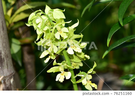 Light green calanthe discolor Light green calanthe discolor 76251160