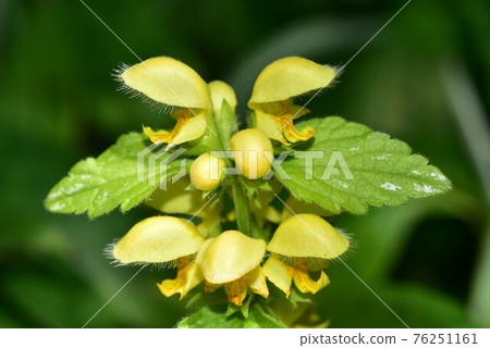 Castanopsis odoricosaur Castanopsis odoricosaur 76251161