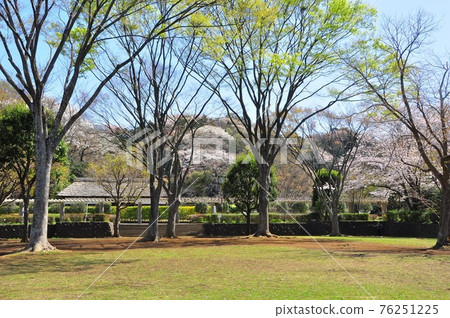 神奈川縣藤澤市新林公園,櫻花盛開,綠意盎然,長屋門 神奈川縣藤澤市新林公園,櫻花盛開,綠意盎然,長屋門 76251225