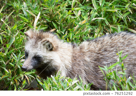 Raccoon dog Raccoon dog 76251292