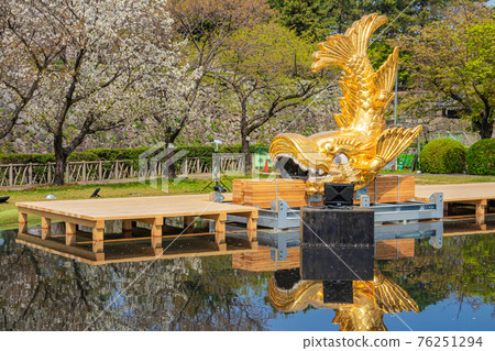 名古屋城下落的雌性黃金沙丁魚<愛知縣名古屋市> 76251294
