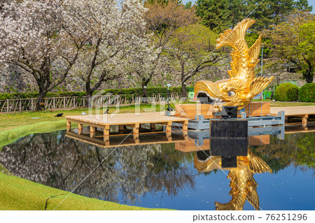 名古屋城下落的雌性黃金沙丁魚<愛知縣名古屋市> 76251296