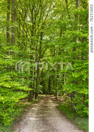 Dirt road through greenery in Bavaria Germany 76251603