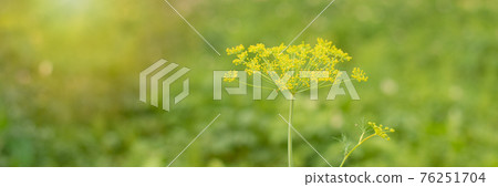 Dill plant and flower as green background Dill plant and flower as green background 76251704
