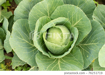 Cabbage head in growth at vegetable garden Cabbage head in growth at vegetable garden 76251719