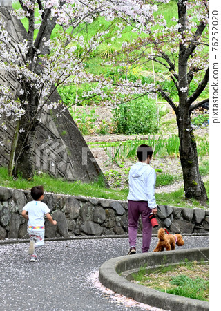 Sakura in Kasugaike Park, Fukuyama City, Hiroshima Prefecture Sakura in Kasugaike Park, Fukuyama City, Hiroshima Prefecture 76252020