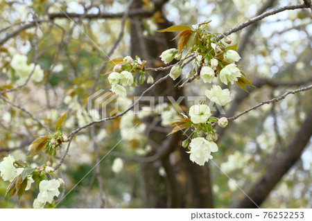 4月上旬群馬縣盛開的右近(櫻花) 4月上旬群馬縣盛開的右近(櫻花) 76252253