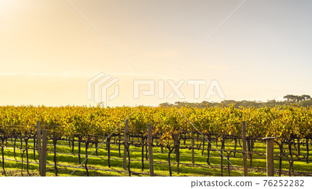 Vineyard near McLaren Vale Vineyard near McLaren Vale 76252282