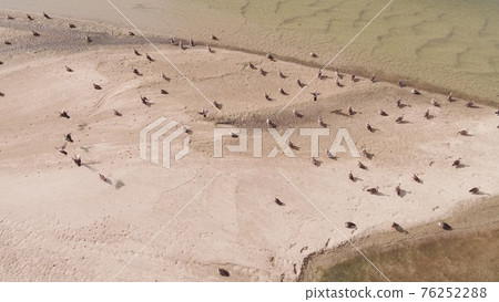 White-cheeked black duck at Mihocheon, Chungbuk, in autumn 76252288