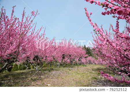 天野之里花桃之丘(和歌山縣伊東區葛城町) 天野之里花桃之丘(和歌山縣伊東區葛城町) 76252512