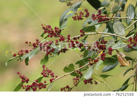 Distylium racemosum red flower 76252588