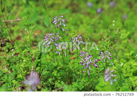 Murasakikeman flowers Murasakikeman flowers 76252789