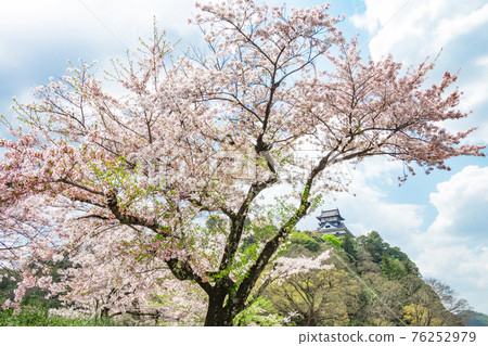 National treasure Inuyama Castle, cherry blossoms in full bloom <Inuyama City, Aichi Prefecture> National treasure Inuyama Castle, cherry blossoms in full bloom <Inuyama City, Aichi Prefecture> 76252979