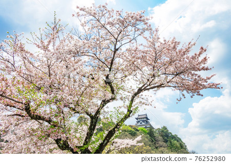National treasure Inuyama Castle, cherry blossoms in full bloom <Inuyama City, Aichi Prefecture> National treasure Inuyama Castle, cherry blossoms in full bloom <Inuyama City, Aichi Prefecture> 76252980