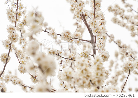 杏花，杏樹，韓國 76253461