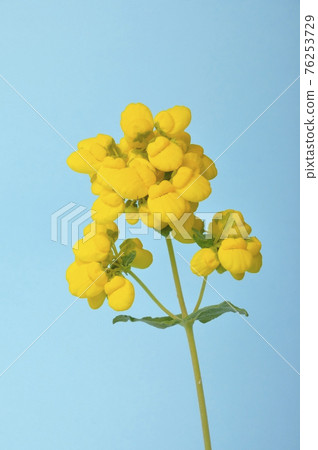 calceolaria integrifolia on a blue background 76253729