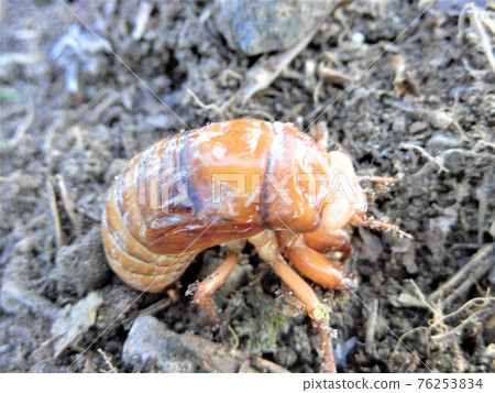 cicada larvae