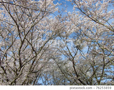 盛開櫻花樹的風景 盛開櫻花樹的風景 76253859
