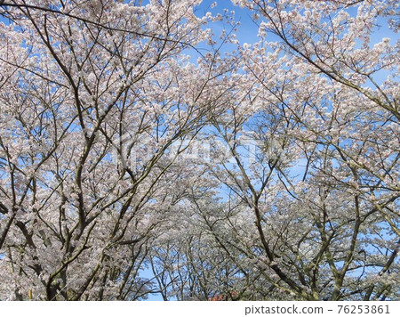 盛開櫻花樹的風景 盛開櫻花樹的風景 76253861