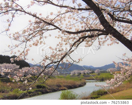 Cherry blossoms in full bloom and river scenery Cherry blossoms in full bloom and river scenery 76253863