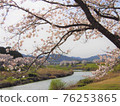 盛開的櫻花和河景 76253865