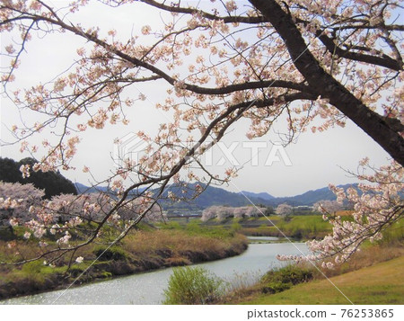 盛開的櫻花和河景 76253865