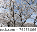 盛開櫻花樹的風景 76253866