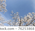 盛開櫻花樹的風景 76253868