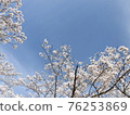 盛開櫻花樹的風景 76253869