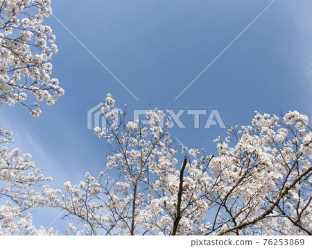盛開櫻花樹的風景 盛開櫻花樹的風景 76253869