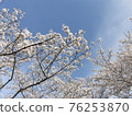 盛開櫻花樹的風景 76253870