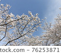盛開櫻花樹的風景 76253871