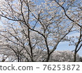 盛開櫻花樹的風景 76253872