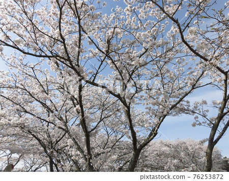 盛開櫻花樹的風景 盛開櫻花樹的風景 76253872