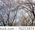 盛開櫻花樹的風景 76253874
