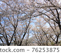 盛開櫻花樹的風景 76253875