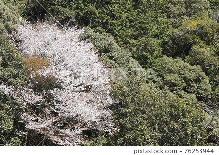 櫻花綠色 76253944