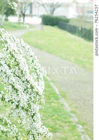 繡線菊長廊 76254237