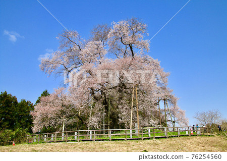 Totsube的櫻花(福島縣大松町) Totsube的櫻花(福島縣大松町) 76254560