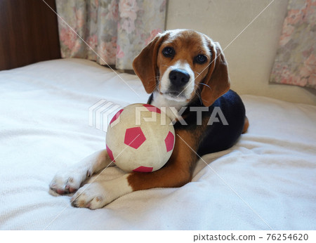 玩具足球和比格犬小狗 76254620