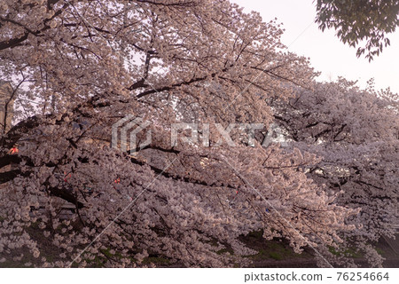 所澤東川櫻花盛開 所澤東川櫻花盛開 76254664