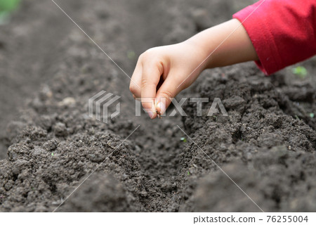 Sowing (carrot seeds) 04 Sowing (carrot seeds) 04 76255004