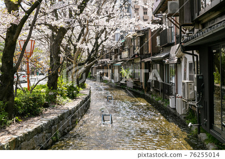 Takase River and cherry blossoms in spring 76255014